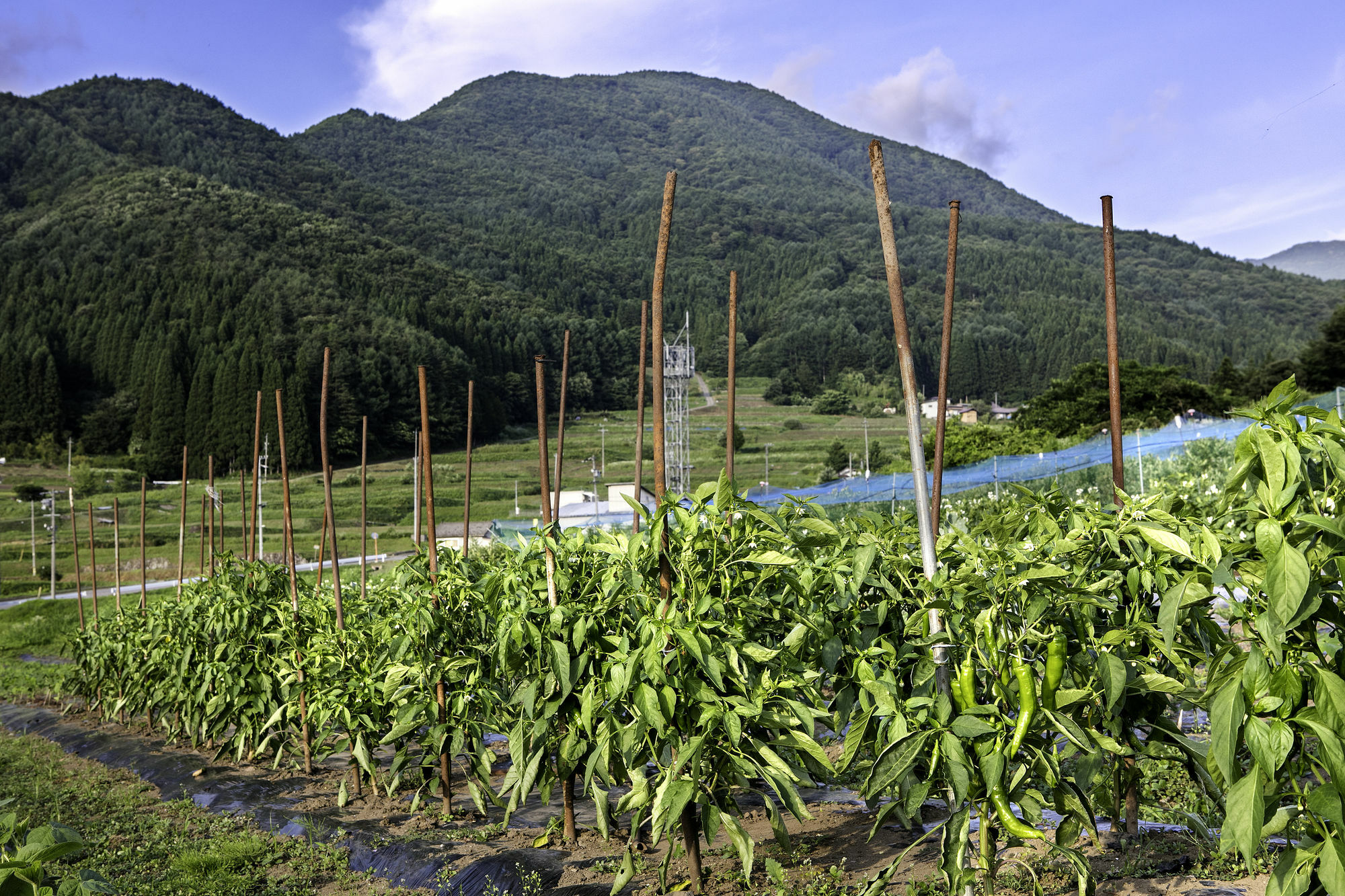 료칸 와라비노 Takayama  외부 사진
